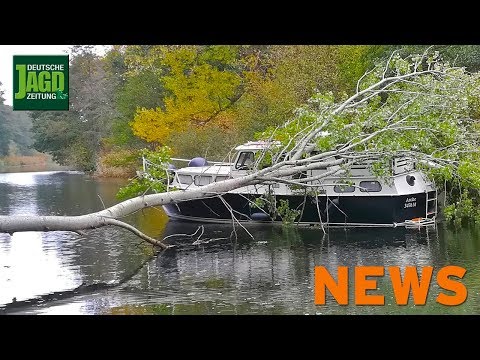 Jägermord aufgeklärt, Luchs auf dem Schulhof, Pappel auf Motoryacht u. w. – DJZ-News 43/2018
