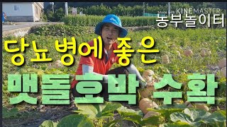 당뇨병에 좋은
맷돌호박 수확 Good for diabetes
Millstone Pumpkin Harvest