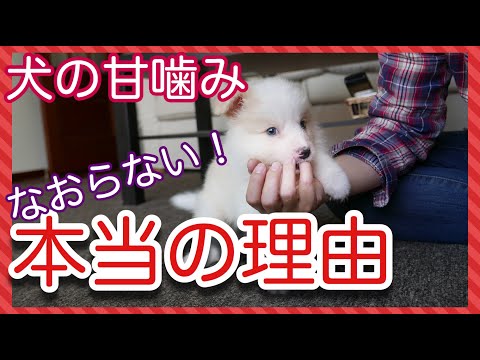 犬が私を撫でると噛むのはなぜですか?