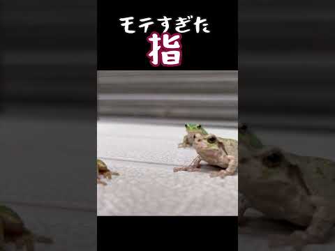 シューダクリス・レギラ