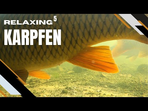 Relaxing⁵ Ep. 10 - The carp from the Olympic Lake (Munich)
