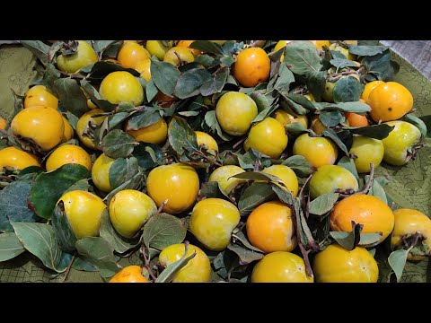 TÜM PÜF NOKTALARI İLE CENNET ELMASI (TRABZON HURMASI) NASIL KURUTULUR?