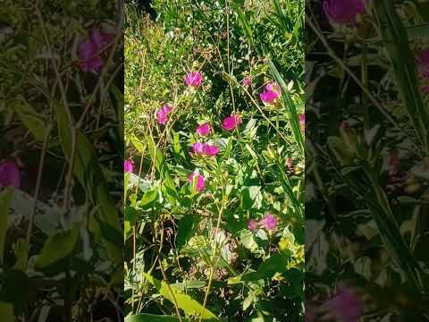 #naturaleza # frías Santiago del estero 😊.