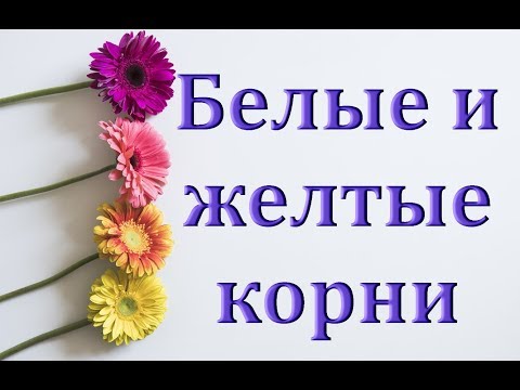 ОРХИДЕИ:если КОРНИ желтые (белые),НЕ ЗЕЛЕНЫЕ.Светлые корни у орхидей.ТЕМНОЕ КАШПО и КОРНИ орхидеи.