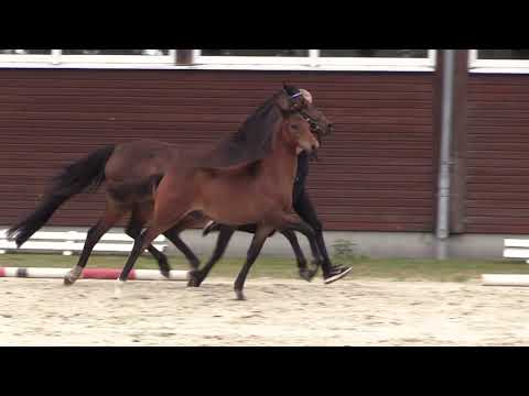 Auktionsfohlen Nr 46 HF v. Venustas Cool Edition - Churchill