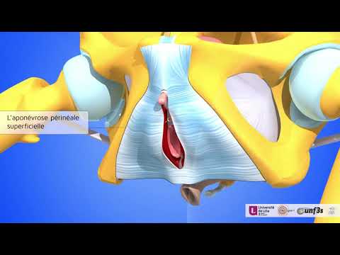 Le clitoris. Les glandes. Les muscles du clitoris.