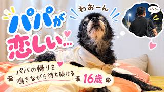 【老犬チワワの長い夜】パパが恋しくて泣き続ける16歳…夜はママじゃダメでした