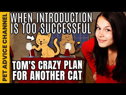 How to introduce two cats to each other - 3 simple steps