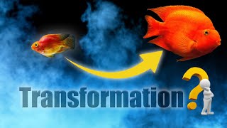 🔶Best Tips of Parrot Fish Care || parrot fish setup✅