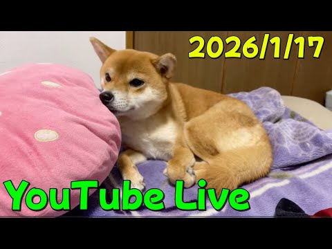 採血は怖いので目を背ける派　柴犬小夏のKonachannel がライブ配信中！