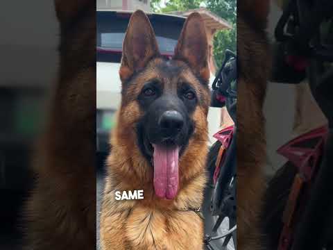 He puts braces on his puppies ears and the results are insane 😮