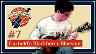 Garfield's Blackberry Blossom - David Benedict