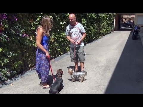 Curso de Adiestramiento OnLine. Fase IV Últimos Ejercicios del Programa