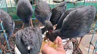 Download lagu INI MAKANAN FAVORIT BURUNG MANDAR BIRU DI KANDANG mp3 Download lagu INI MAKANAN FAVORIT BURUNG MANDAR BIRU DI KANDANG mp3