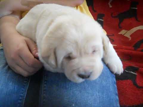 Sarge at 2 weeks of age