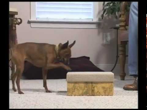 Training a Dog - What is Behavior Shaping?