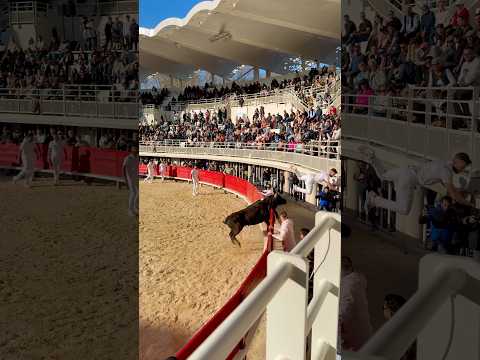 🤩 Le magnifique SPARTACUS de Laurent avec Vincent Marignan à Lunel le 29 mars 2026.