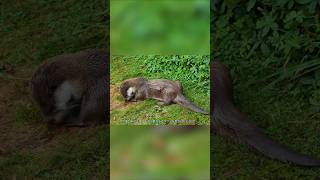 カワウソの秘密の世界 － 第4部 #動物好き #animals #特有種