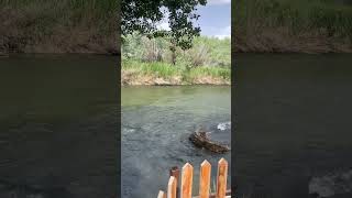 Download lagu Aras river #aras #river #travel #nature #topiris mp3