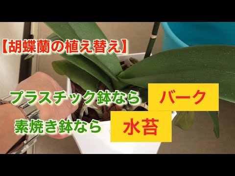 蘭の植え替え方法 鉢のサイズを決める 底面の透明な穴を使用する