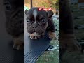 Mixed Breed dogs for sale: Kong bully hybrid  - Video 1