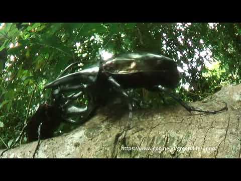 コーカサスオオカブトの闘い　虫の目レンズ