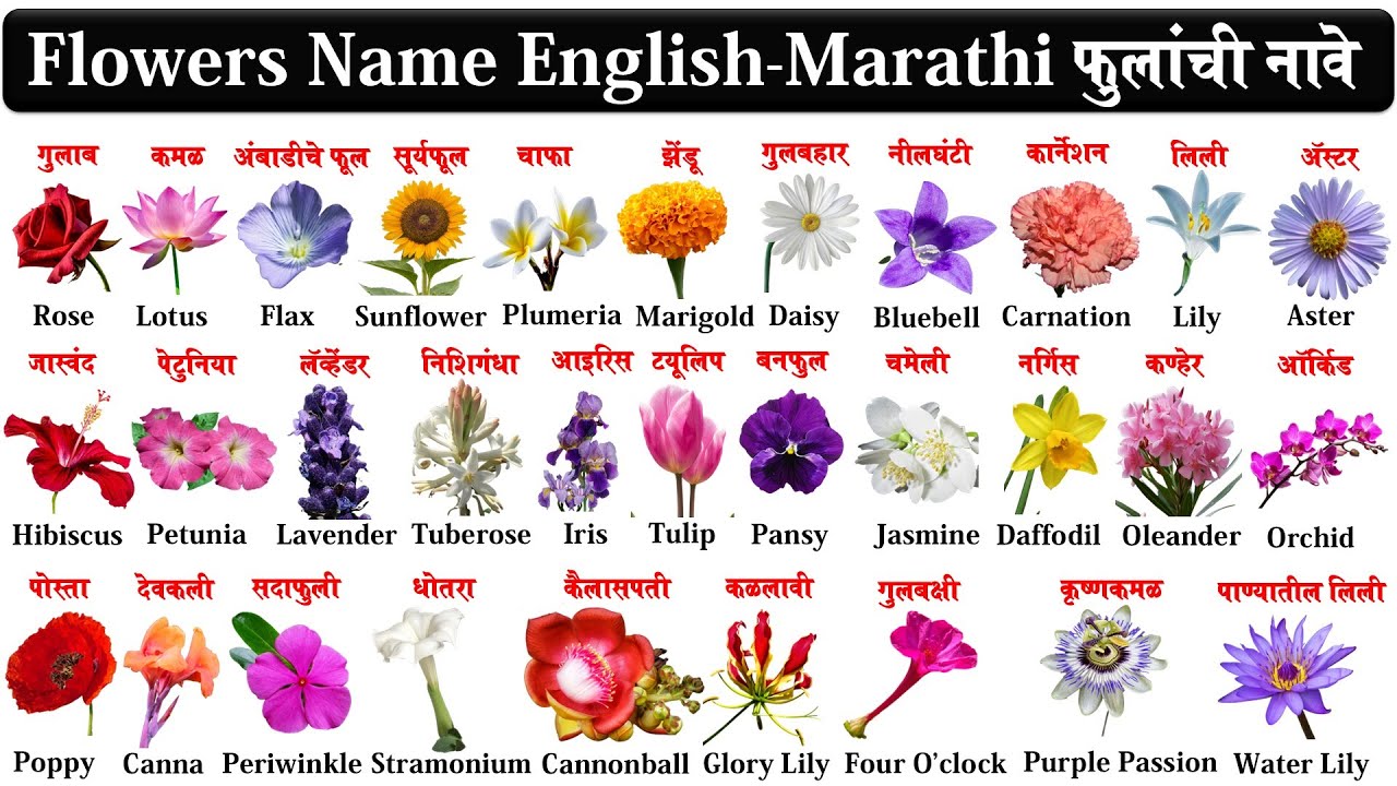 flowers name in english and marathi with pdf | फुलांची नावे इंग्रजी व मराठी | learn flowers name |