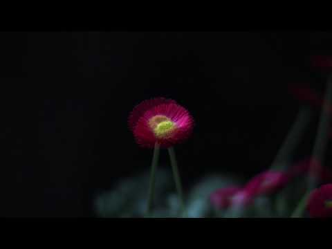 Morch - feat. Bellis Perennis