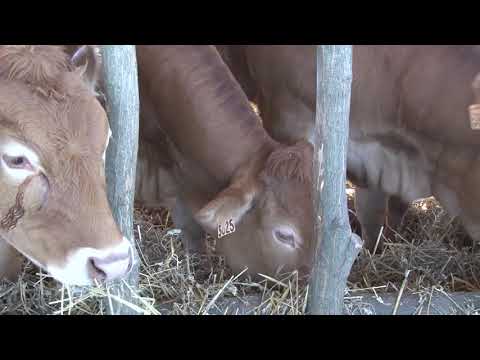 Limuzin - rasa tovnih goveda od nedavno i u Srbiji