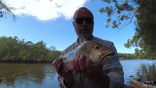 Download Lagu Coffs Harbour Mangrove Jacks Thumbnail