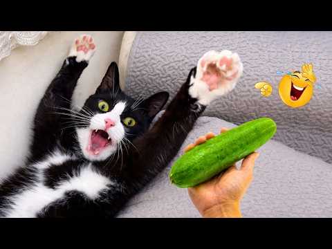 Funny ANIMALS videos 😂 - Craziest CATS🐈 and DOGS🐕 fails and funny moments compilation 2026