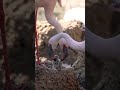 Two Flamingo Dads Foster Chick