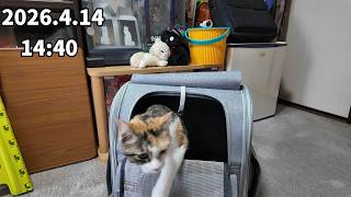 新天地に到着な不思議フミちゃん！