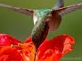 Hand feeding hummingbirds - Raw Video 