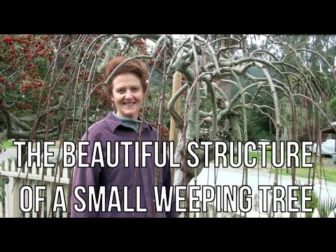The Beautiful Structure Of A Small Weeping Tree