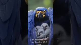 #maa#Maa ki mamta#samarpan#Jungle Book#discovery