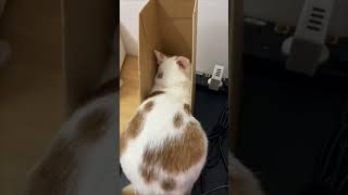 Download lagu Cat Found the Best Space but with Half-Life fx sounds mp3