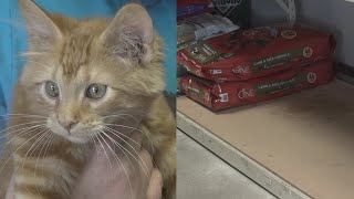 Rescue One in need of supplies for foster cats and dogs in Springfield