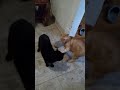 Cats Play Fighting