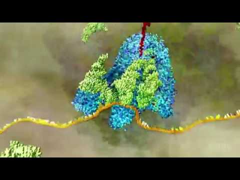 Tradução do RNA mensageiro (versão detalhada)