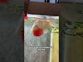 How Treat Swim Bladder Disorder In Goldfish