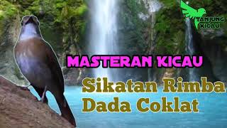 Download lagu Masteran Kicau Sikatan Rimba Dada Coklat (SRDC) mp3 Download lagu Masteran Kicau Sikatan Rimba Dada Coklat (SRDC) mp3