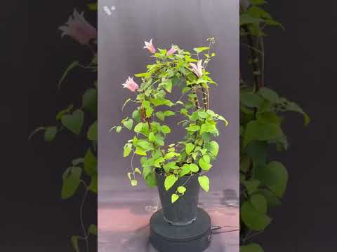 園芸 マウンテンクレマチス