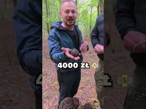 Szukanie Trufli