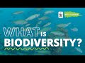What Is Biodiversity