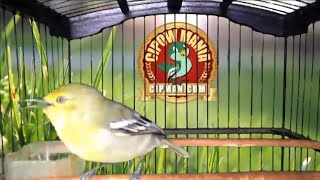 Download lagu BUKTIKAN‼️ sirtu/cipoh muda pasti perpancing ngerek denger suara cipow ini. mp3 Download lagu BUKTIKAN‼️ sirtu/cipoh muda pasti perpancing ngerek denger suara cipow ini. mp3