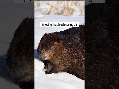 Beaver waiting for the lake to open up