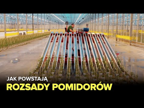 Jak powstają rozsady pomidorów? - Fabryki w Polsce