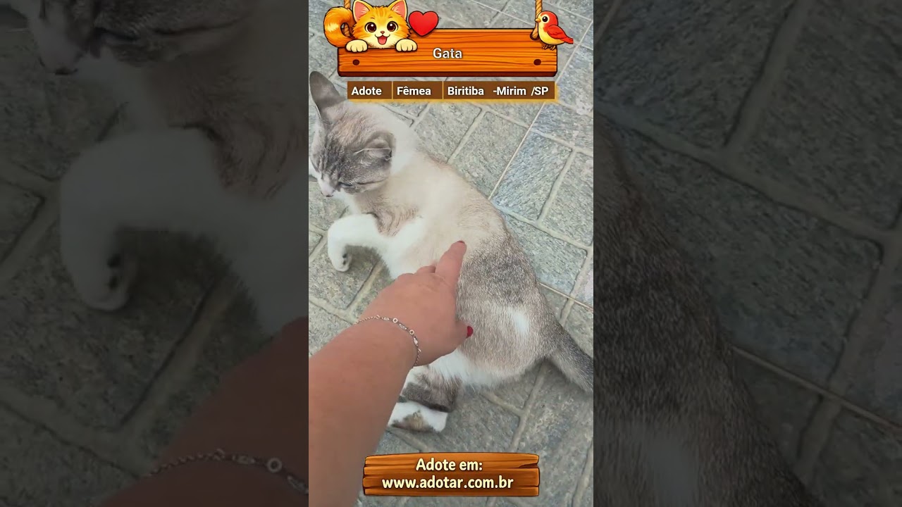 Gato raça SRD-ViraLata idade 7 a 11 meses nome Gata