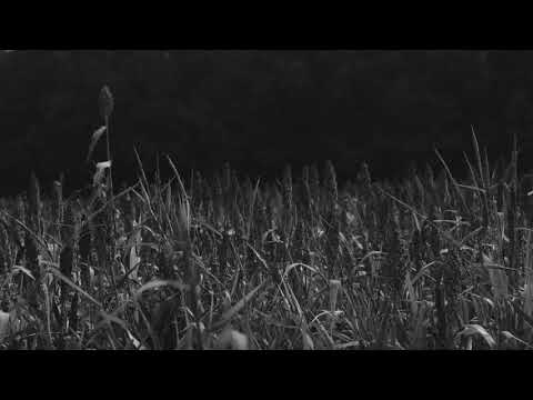 afbeelding Did You Wonder Who Fired the Gun?